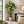 5ft White Artificial Bougainvillea Tree with Green Foliage and Stable Base for Indoor & Outdoor Home Office Decor-Sona Casa