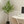 Large Nearly Natural Artificial Olive Tree with Black Olives, 47